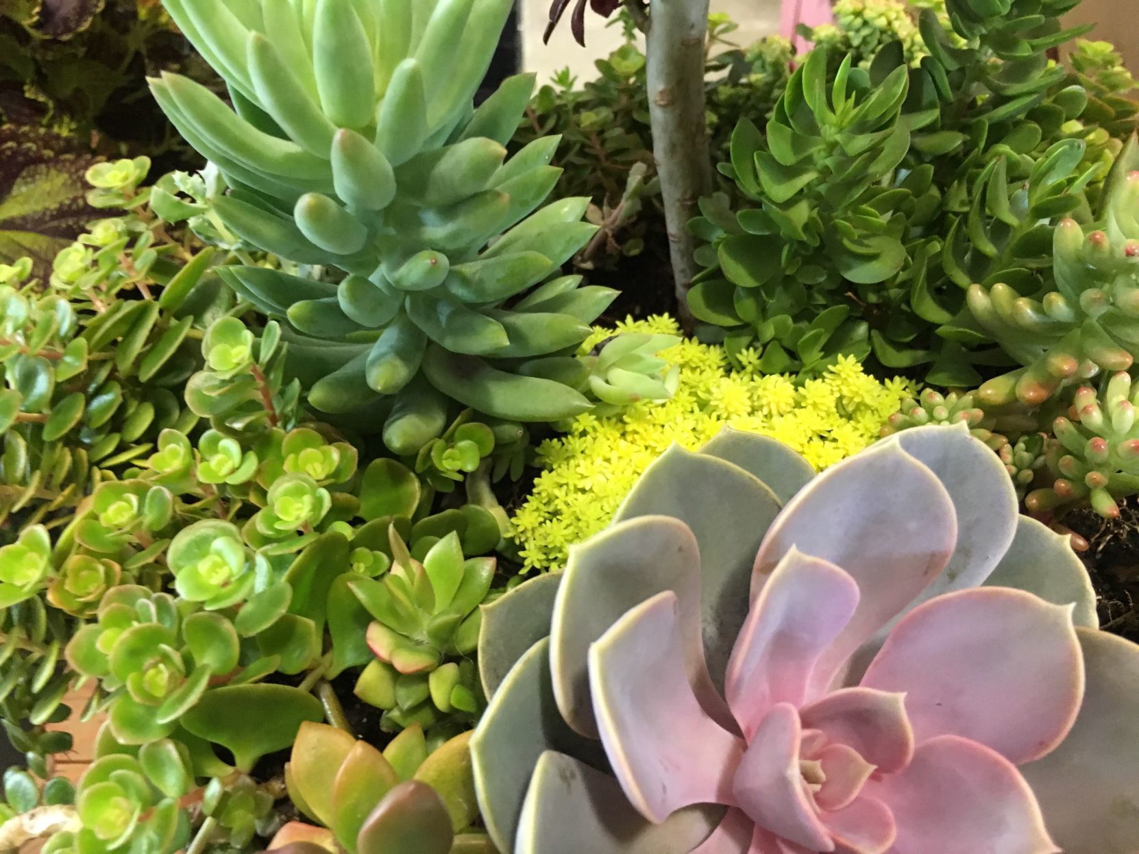 dark with bright succulent
